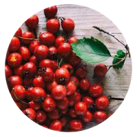 Hawthorn Berry