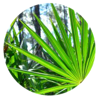 Saw Palmetto Berry