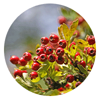 ​Hawthorn Berry