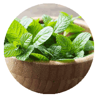 Peppermint Leaf