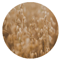 Wild Oat Straw