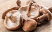 Mushroom Health Benefits: Do They Really Help Immunity?