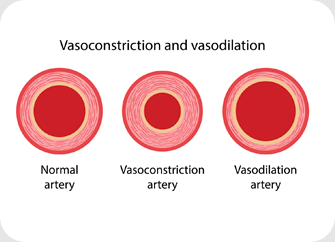 Vasoconstriction Vasodilation