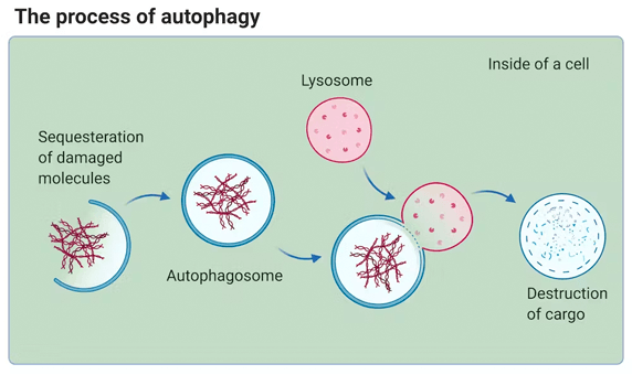 Process of Autophagy