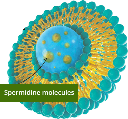 Spermidine Molecules