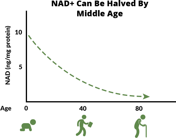 Graph: NAD+ halved by middle age