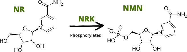 NR Kinase