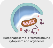 GenuinePurity Liposomal Apigenin