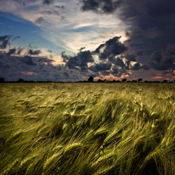 68_1_Wheat_Field_At_Dusk
