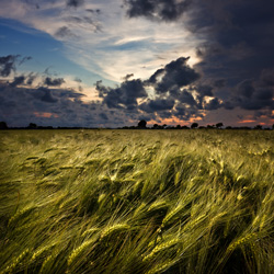 Is Wheat Bad For You?