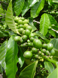 Green_Coffee_Plant