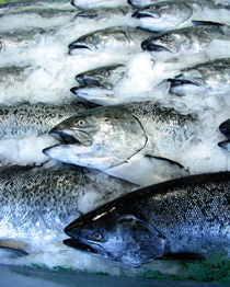 Salmon_On_Ice